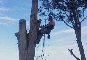 tree loppers toowoomba|LRB Tree Services // Your Expert Arborist Team.
